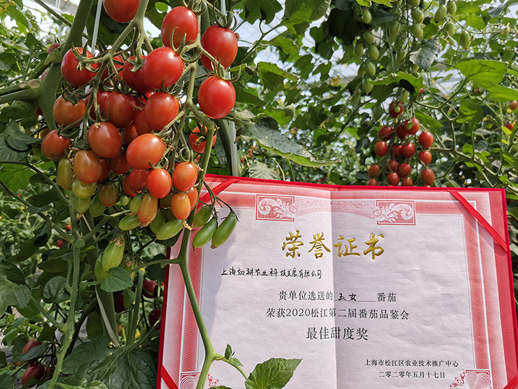 热烈祝贺上海初耕农业公司的番茄获得最佳甜度奖