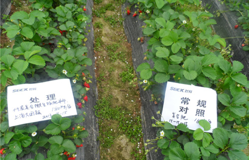 时科炭基肥在上海草莓上的应用效果反馈