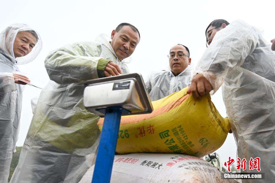 热烈祝贺袁隆平院士的杂交水稻双季亩产突破1500公斤